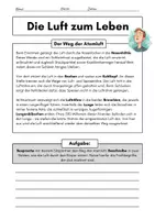 Vorschau - Arbeitsblätter - Der Weg der Atemluft durch den menschlichen Körper - Seite 1