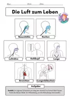 Vorschau - Arbeitsblätter - Der Weg der Atemluft durch den menschlichen Körper - Seite 2