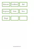 Vorschau - Anderer Materialtyp - Die Teile eines Apfels & Apfelbaumes - KLETT - Seite 3