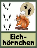 Vorschau - Stationenlernen - Waldtiere - Tierspuren - Tafelkarten - Seite 3
