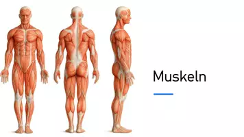 Vorschau - Stundenentwürfe - Die Muskeln und ihr Aufbau - Seite 3