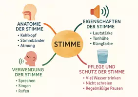 Vorschau - Arbeitsblätter - AB mit Fragen zum Thema "Stimme" + Lösungsblatt + Mindmap + Infografik - Seite 2