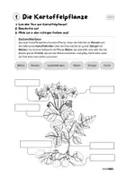 Vorschau - Arbeitsblätter - Stationenlernen Kartoffel - Station 01 - Die Kartoffelpflanze - Seite 2