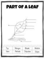 Vorschau - Arbeitsblätter - All About the Leaf: A Comprehensive Pack - Seite 1