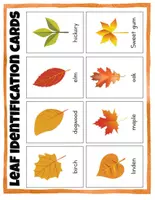 Vorschau - Arbeitsblätter - All About the Leaf: A Comprehensive Pack - Seite 3