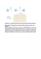 Vorschau - Arbeitsblätter - Klausur -Melaninsynthese: Genetik, Mutation, Proteinbiosynthese (PBS) - Seite 1