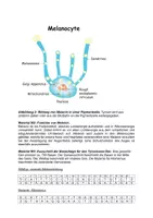 Vorschau - Arbeitsblätter - Klausur -Melaninsynthese: Genetik, Mutation, Proteinbiosynthese (PBS) - Seite 2