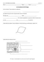 Vorschau - Arbeitsblätter - klassenarbeit-blatt-und-fotosynthese-klasse-7 - Seite 3