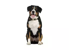 anteprima - Materiale di supporto/inclusione - Animali flash cards. - Pagina 2