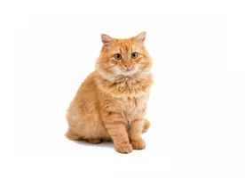 anteprima - Materiale di supporto/inclusione - Animali flash cards. - Pagina di copertina