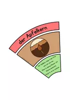 Vorschau - Poster - Legekreis, Apfel, Lebenskreis eines Apfels - Seite 2