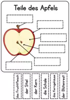 Vorschau - Arbeitsblätter - Teile des Apfels - Arbeitsblatt, Farbe und SchwarzWeiß - Seite 1