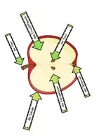 Vorschau - Poster - Tafelmaterial Teile des Apfels - Seite 1