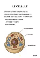 anteprima - Materiale di supporto/inclusione - Scienze Facili - Il Corpo Umano - Pagina 1