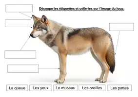 Aperçu - Feuilles d'exercices - Les parties du corps du loup (maternelle, CP) - Page 2