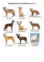 Aperçu - Apprentissages en autonomie - Jeu d'association - Les canidés (GS, cycle 2 et cycle 3) - Page 2