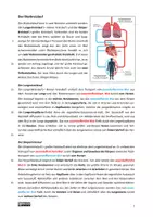 Vorschau - Arbeitsblätter - Differenziertes Materialpaket zum Blutkreislauf - Seite 1
