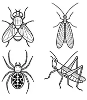 Vorschau - Mal- und Bastelvorlagen - Insekten und Spinne mit Öl Trick zur Fensterdeko - Seite 3