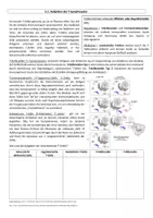 Vorschau - Arbeitsblätter - Arbeitsblatt T-Lymphozyten und T-Zell Reifung - Deckblatt