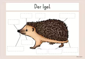 Vorschau - Merkblätter - Igel: Material - Seite 3