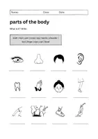 Vorschau - Arbeitsblätter - Parts of the Body Worksheet on 3 Levels: Vocabulary (English) - Seite 2