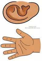 Vorschau - Arbeitsblätter - Unsere Sinne - Visualisierung, Wortkarten & Leporello - Seite 2