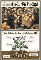 Vorschau - Merkblätter - Die Kartoffel | Wissenskartei - Seite 1