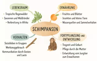 Vorschau - Arbeitsblätter - Arbeitsblatt "Schimpansen" + Onlineübung & MP3 + Mindmap - Seite 2