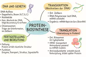 Vorschau - Arbeitsblätter - Arbeitsblatt "Die erstaunliche Welt der Proteinbiosynthese" + interaktive Lösung & MP3 + Mindmap + Infografik - Seite 3