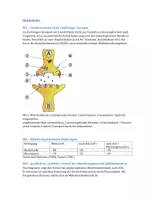 Vorschau - Klassenarbeiten - Materialpaket: Klausuren für Neurobiologie - Seite 1