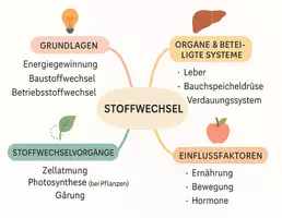 Vorschau - Arbeitsblätter - AB mit Fragen zum Thema "Stoffwechsel" + Lösungsblatt + Mindmap + Infografik - Seite 2
