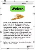 Vorschau - Unterrichtsreihen - Materialpaket Getreide - vom Korn zum Brot - Seite 2