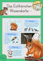 Vorschau - Stundenentwürfe - Eichhörnchen Wissenskartei - Deckblatt