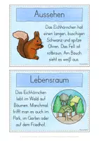 Vorschau - Stundenentwürfe - Eichhörnchen Wissenskartei - Seite 3