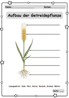 Vorschau - Unterrichtsreihen - Getreide - Aufbau von Pflanze + Korn - Sachtexte/Fragen - Seite 2