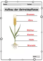 Vorschau - Unterrichtsreihen - Getreide - Aufbau von Pflanze + Korn - Sachtexte/Fragen - Seite 3