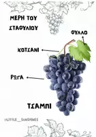Προεπισκόπηση - Flashcards - ΣΤΑΦΥΛΙ - Εξώφυλλο