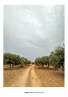 Προεπισκόπηση - Φύλλα εργασίας - Ελιά, ο θησαυρός της Ελλάδας - Σελίδα 3