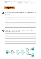 Vorschau - Arbeitsblätter - Die Mitose erklärt: Zellteilung, Phasen & Kontrollpunkte - Seite 3