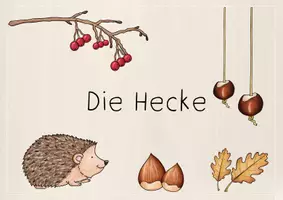 Vorschau - Arbeitsblätter - Die Hecke, 1./2. Klasse - Seite 2