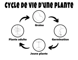 Aperçu - Feuilles d'exercices - Cycle de Vie de la Plante Bricolage Science - Page 1