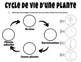 Aperçu - Feuilles d'exercices - Cycle de Vie de la Plante Bricolage Science - Page 2