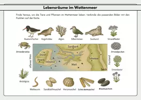 Vorschau - Arbeitsblätter - Lebensräume im Wattenmeer / Watt - Seite 2