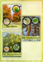 Vorschau - Stundenentwürfe - Laubbäume und Nadelbäume im Vergleich - Unterrichtsmaterialien, Arbeitsblätter, Stundenentwurf - Seite 3