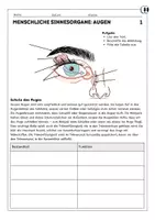 Vorschau - Arbeitsblätter - Menschliche Sinnesorgane - Augen - Seite 1