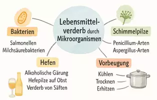 Vorschau - Arbeitsblätter - Arbeitsblatt "Lebensmittelverderb durch Mikroorganismen" + interaktive Lösung & MP3 + Mindmap + Infografik - Seite 3
