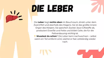 Vorschau - Mal- und Bastelvorlagen - Lage & Funktion der Organe – ein Gallery Walk zum Mitmachen - Seite 3
