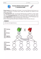 Vorschau - Unterrichtsreihen - 1. und 2. Mendelsche-Regel - Drachen Züchten leicht gemacht! - Seite 3