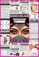 Vorschau - Unterrichtsreihen - Sinne & Sinnesorgane BUNDLE - Der Mensch | digital + analog | sofort einsatzbereit - Seite 3