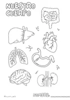 Vista previa - Tarjetas / Manipulativos - PACK CUERPO HUMANO - Portada